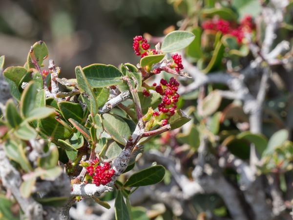 <h3><a href="/trips/kreta/biota/plantae/tracheophyta/magnoliopsida/sapindales/anacardiaceae/pistacia lentiscus/pistacia lentiscus-nl.html">Pistacia&nbsp;lentiscus</a> / Mastic&nbsp;tree / Mastiekboom</h3>OM-1 Mark II met OLYMPUS M.150-400mm F4.5, 1/1250 sec  bij F11.0, ISO 2000, afstand 2.15&nbsp;m